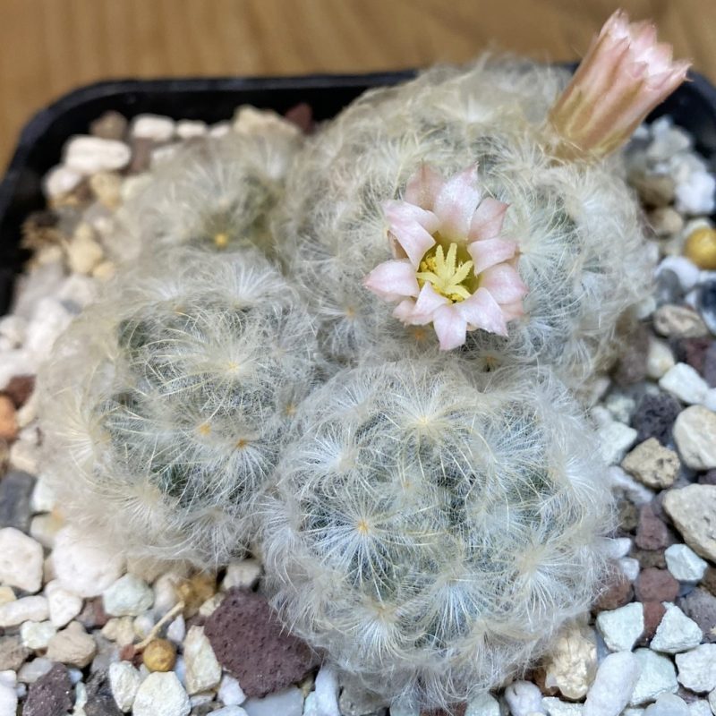 SH21601 Mammillaria plumosa