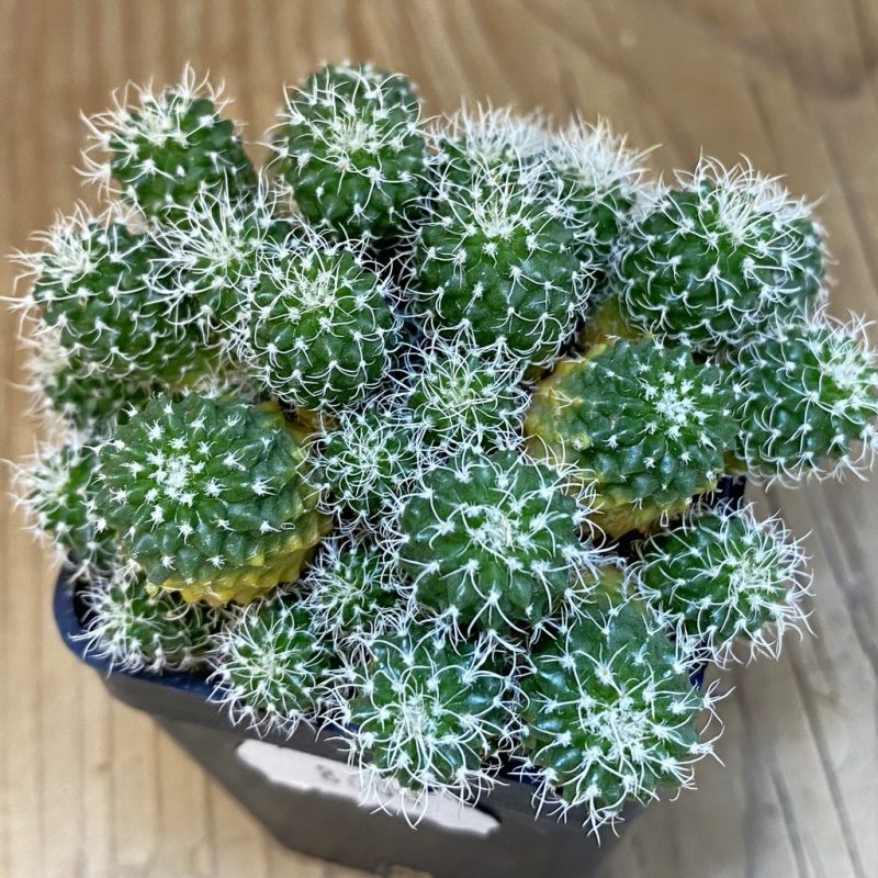 SH8600 Turbinicarpus horripilus f. monstrosa