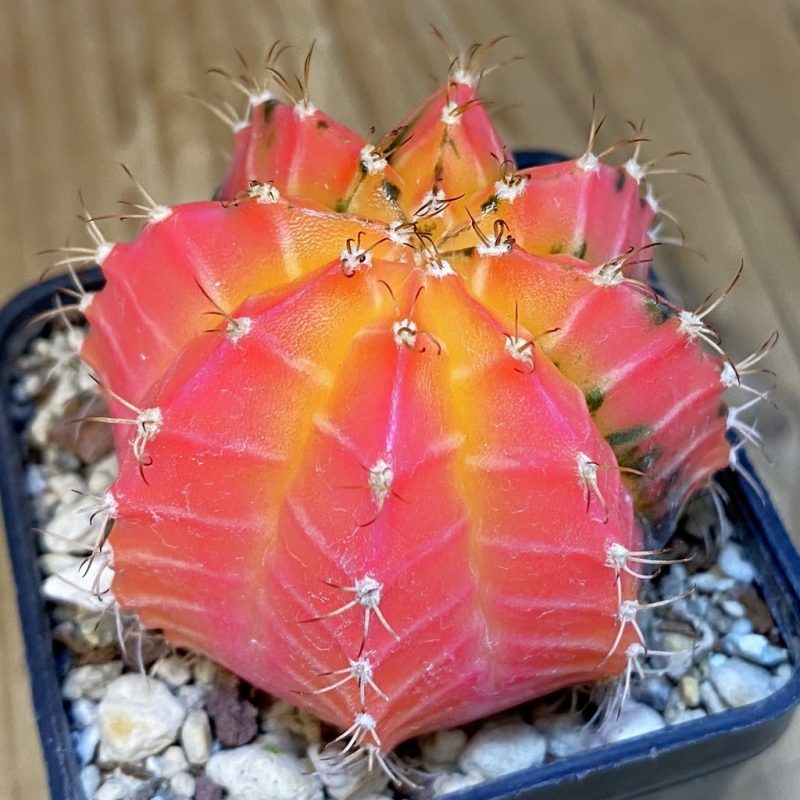 SH7637 Gymnocalycium mihanovichii f. variegata, seedling