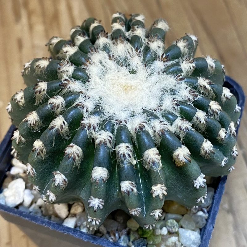 SH13358 Discocactus horstii