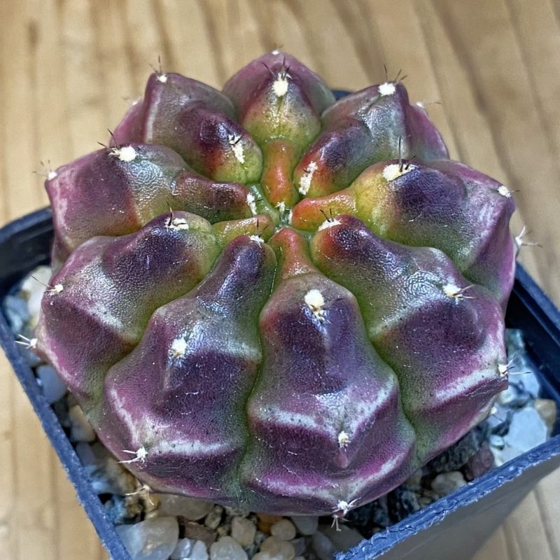 SH10500 Gymnocalycium mihanovichii ‘Day Dream’, seedling