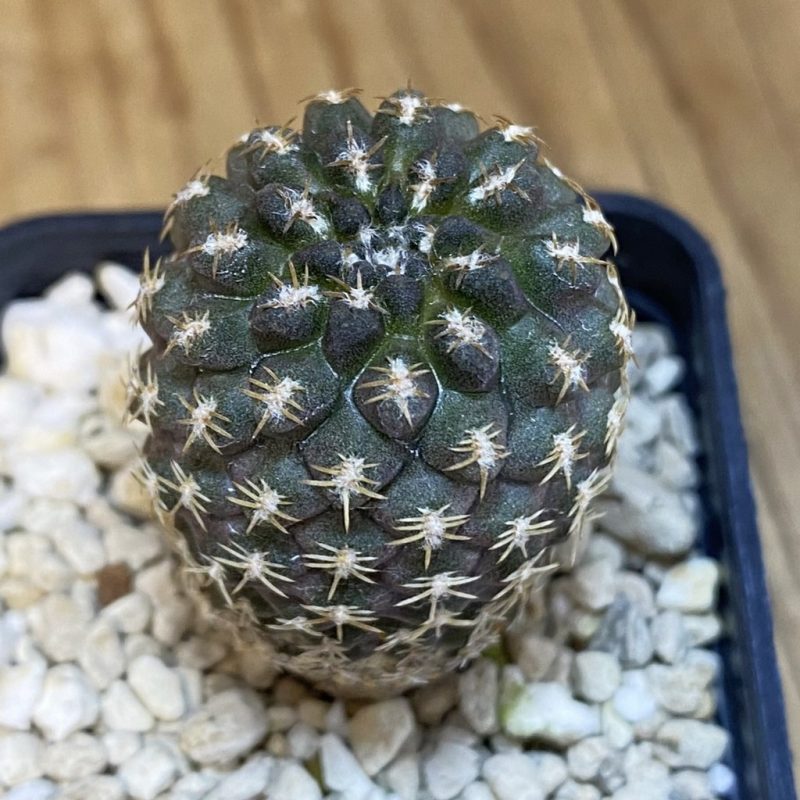 SH15468 Thelocephala krausii