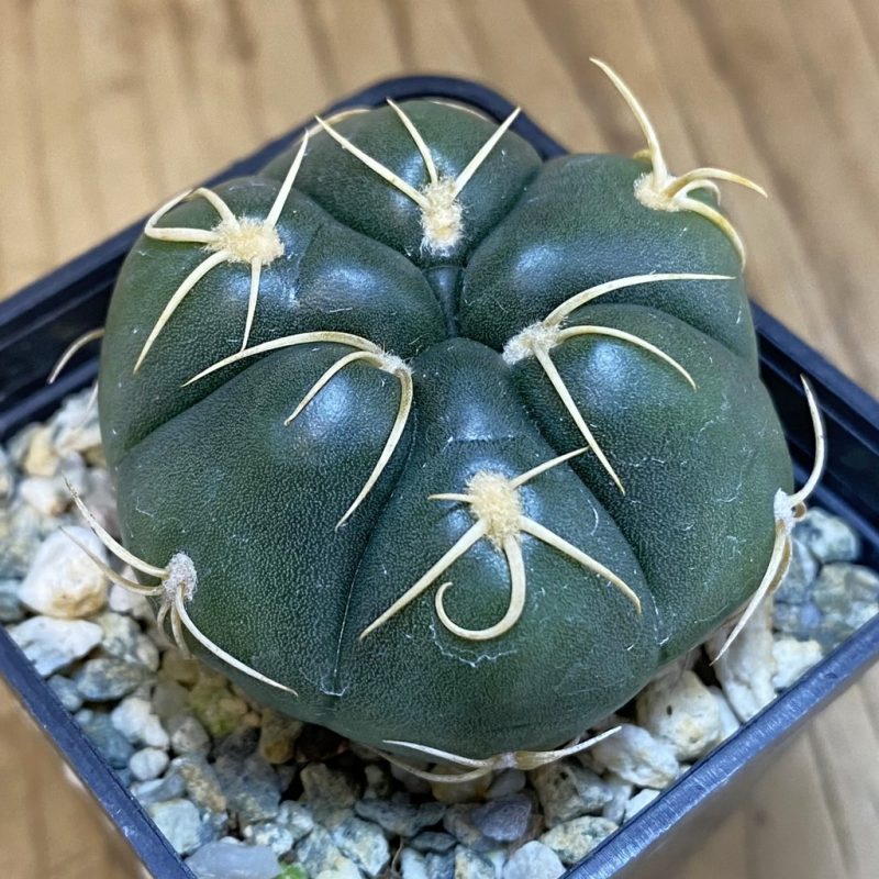 SH11893 Gymnocalycium denudatum ‘Kaiomaru’, seedling -Japan-