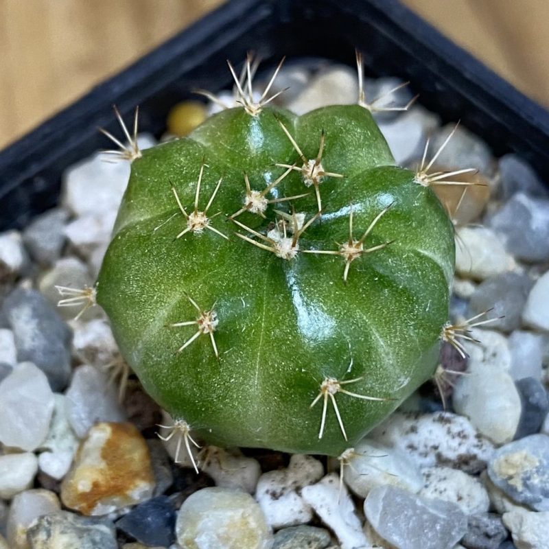 SH28190 Gymnocalycium mihanovichii ‘Green Marble’