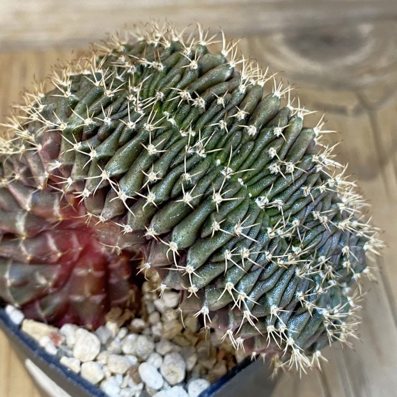 SH15133 Gymnocalycium mihanovichii f. cristata