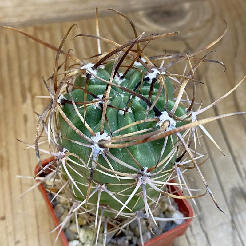 SH14117 Lobivia ferox