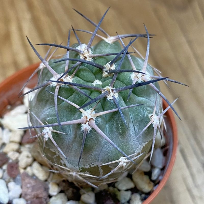 SH17408 Acanthocalycium glaucum