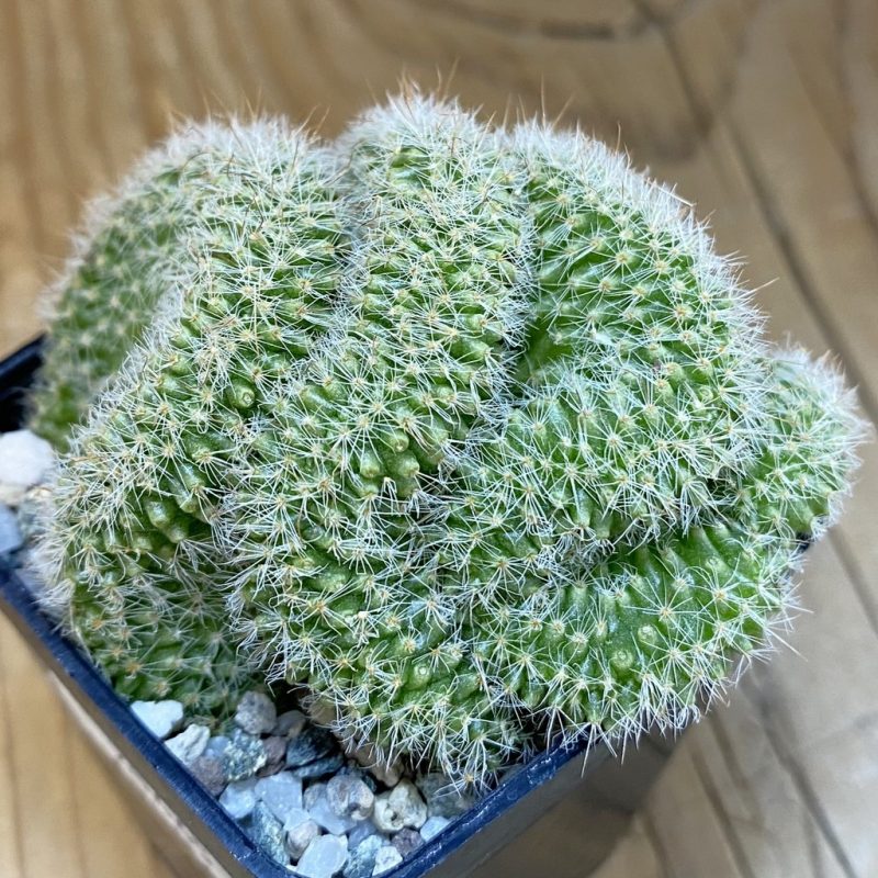 SH20465 Mammillaria spinosissima rubrispina f. cristata