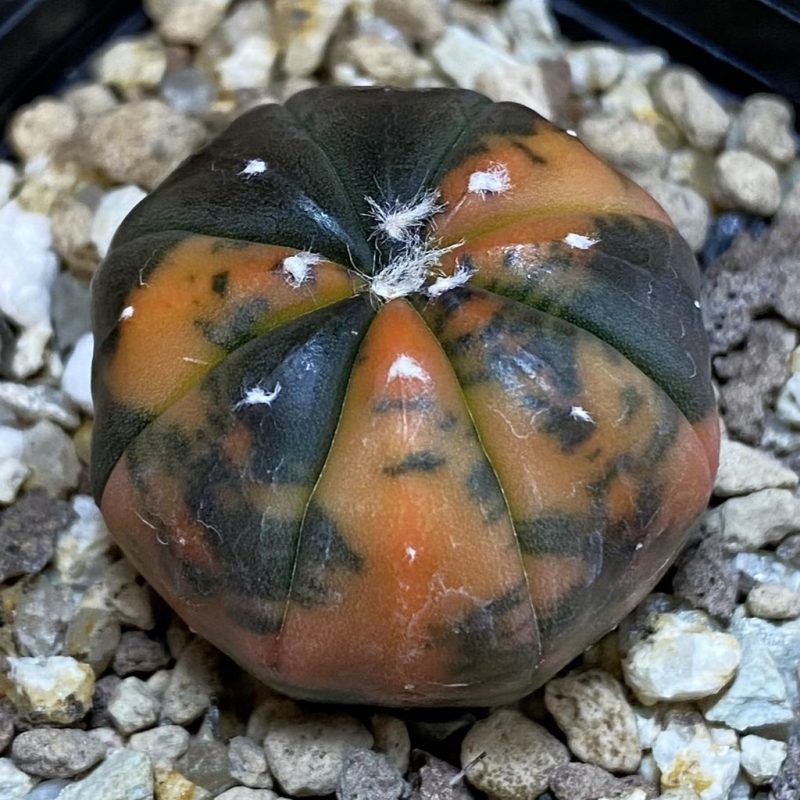 SH19445 Astrophytum asterias ‘ Red Purple Skin’ f. variegata