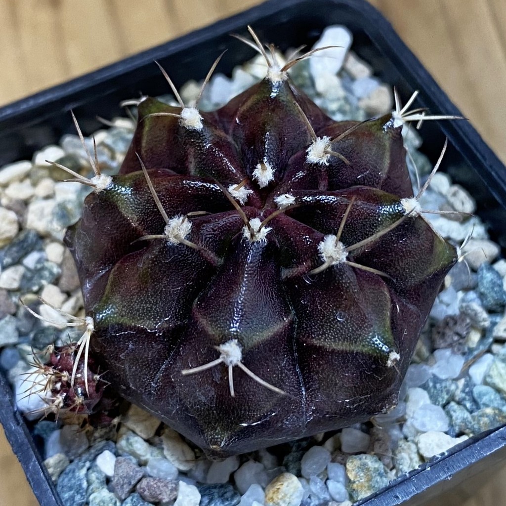 SH20109 Gymnocalycium mihanovichii 'Black Boxer'