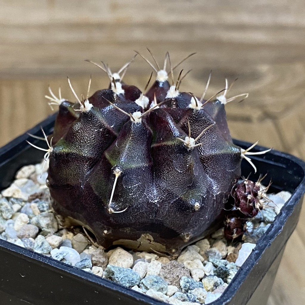 SH20109 Gymnocalycium mihanovichii 'Black Boxer' - Obrázek 2