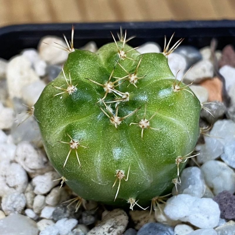 SH28191 Gymnocalycium mihanovichii ‘Green Marble’