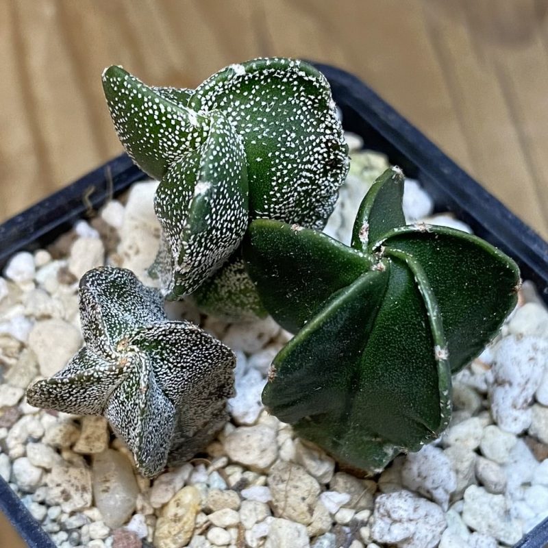 SH28267 Astrophytum mix, 3 plants