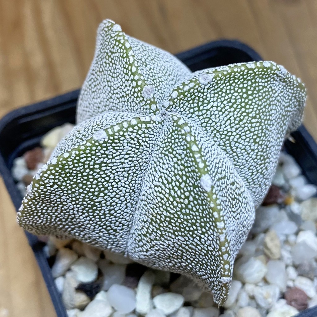 SH28269 Astrophytum myriostigma ‘Onzuka’ v. quadricostatum