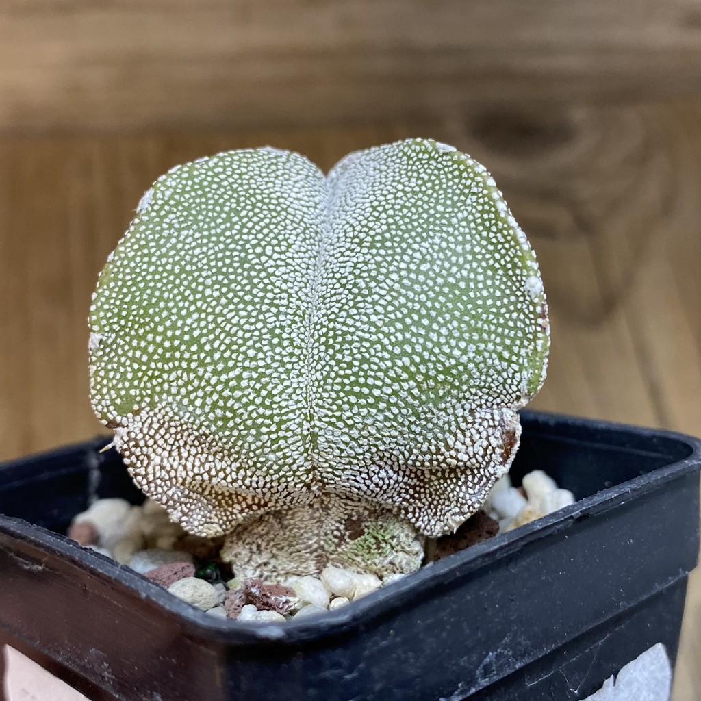 SH28269 Astrophytum myriostigma ‘Onzuka’ v. quadricostatum - Image 2