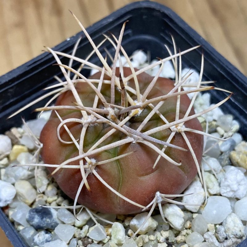 SH28237 Gymnocalycium eurypleurum VOS 01-014