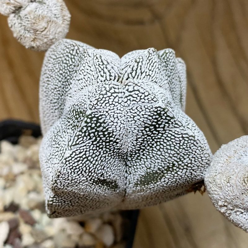 SH28270 Astrophytum myriostigma ‘Onzuka’ v. quadricostatum