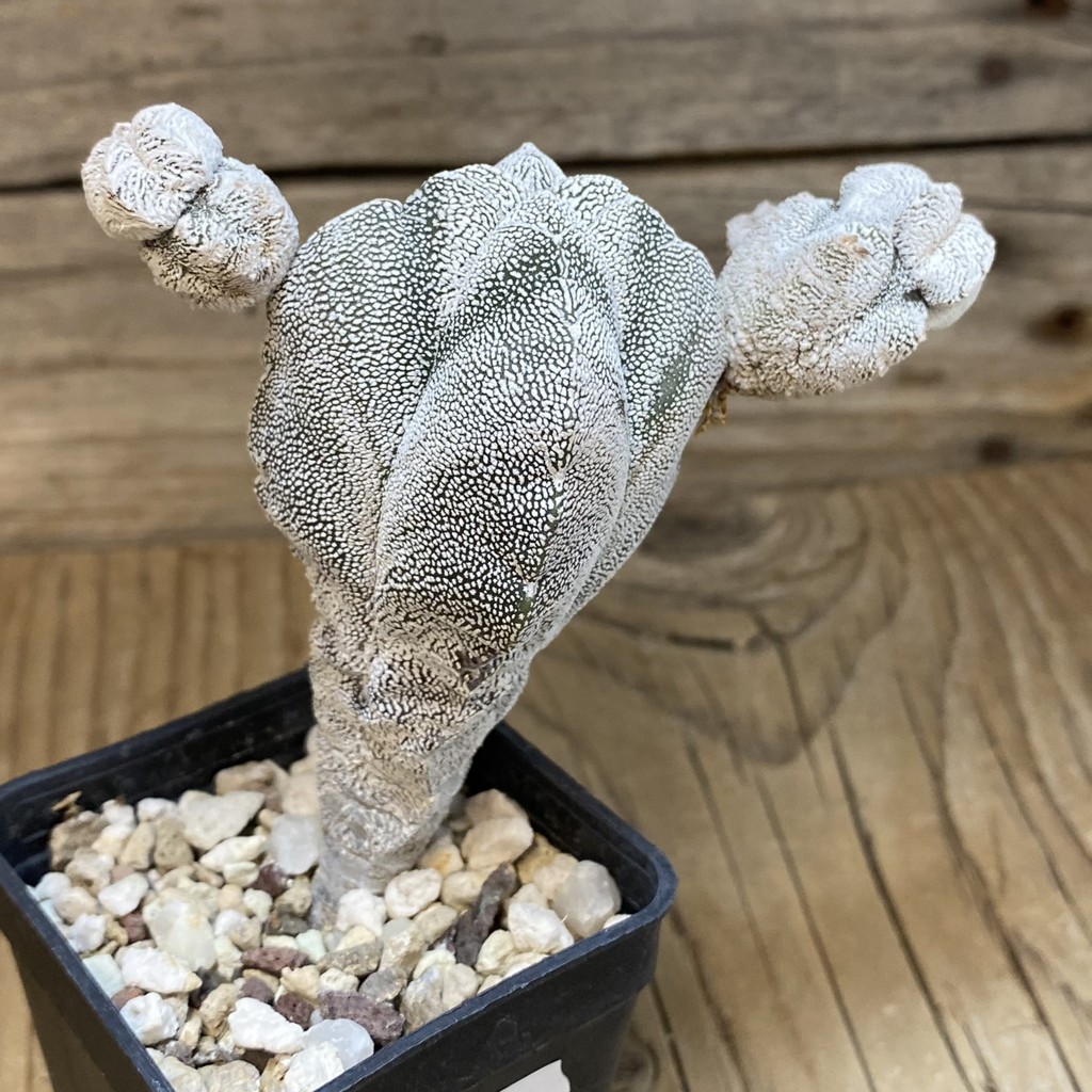 SH28270 Astrophytum myriostigma ‘Onzuka’ v. quadricostatum - Image 2