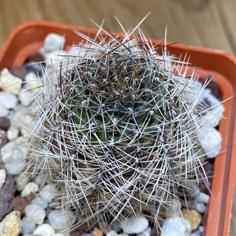 SH28271 Mediolobivia euanthema , 8 years old