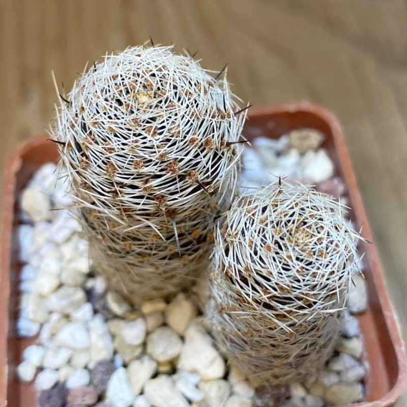 SH28273 Mediolobivia pygmaea ‘haagei’ v. canacruzensis SR 642, 2 plants