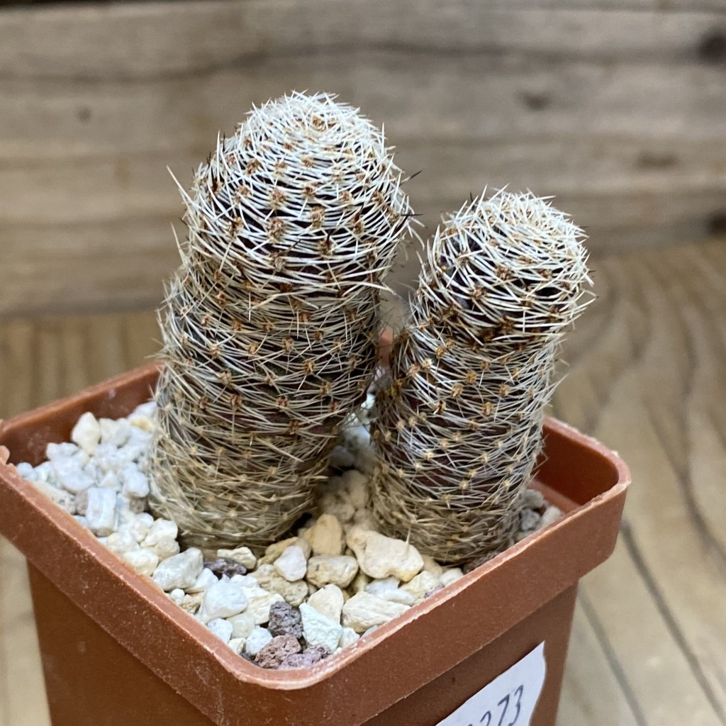 SH28273 Mediolobivia pygmaea ‘haagei’ v. canacruzensis SR 642, 2 plants - Image 2