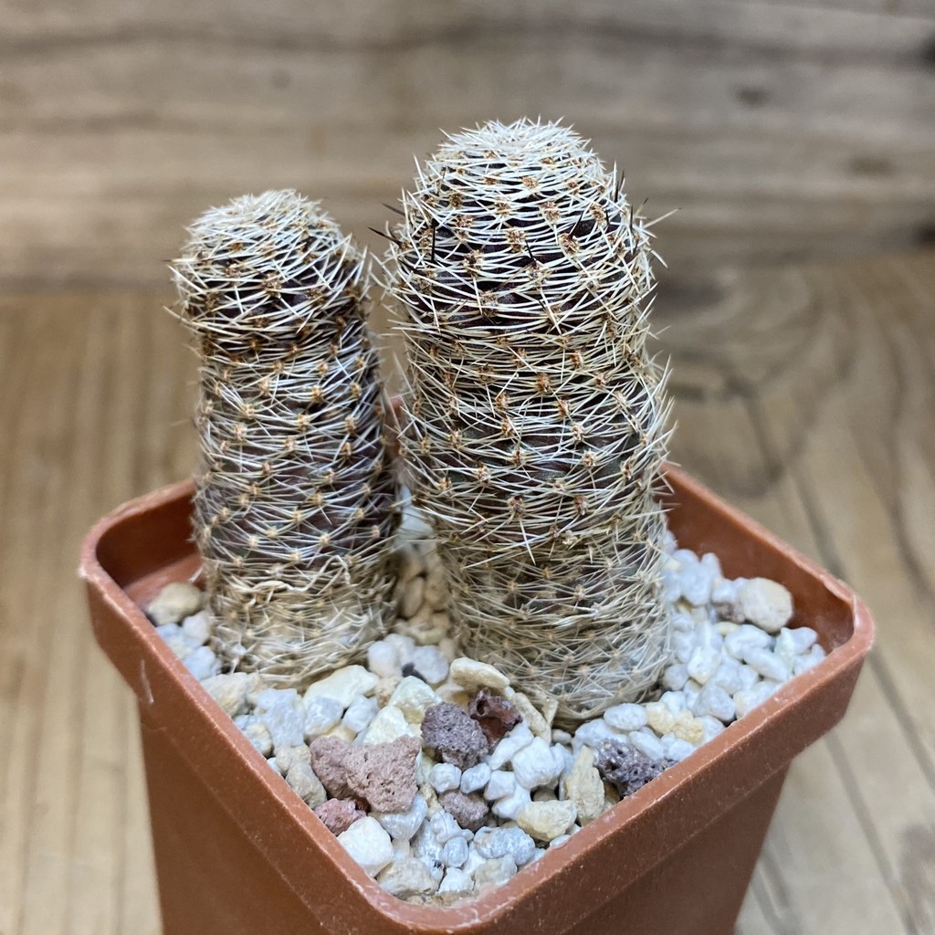 SH28273 Mediolobivia pygmaea ‘haagei’ v. canacruzensis SR 642, 2 plants - Image 3