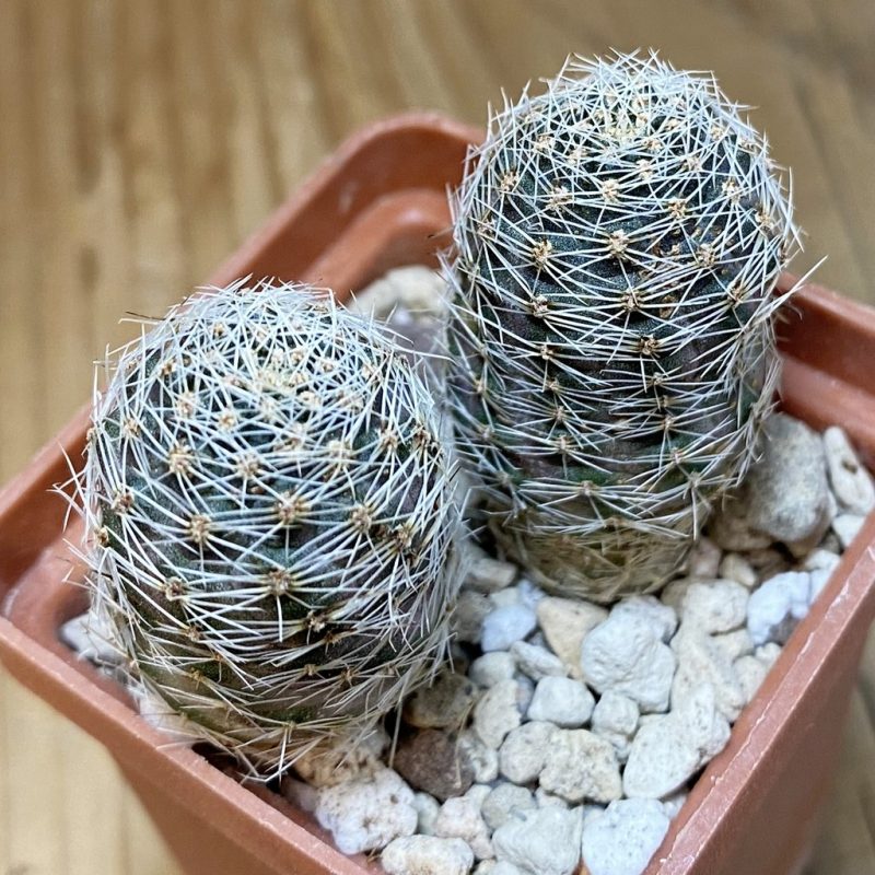 SH28274 Mediolobivia pygmaea seedling, 2 plants