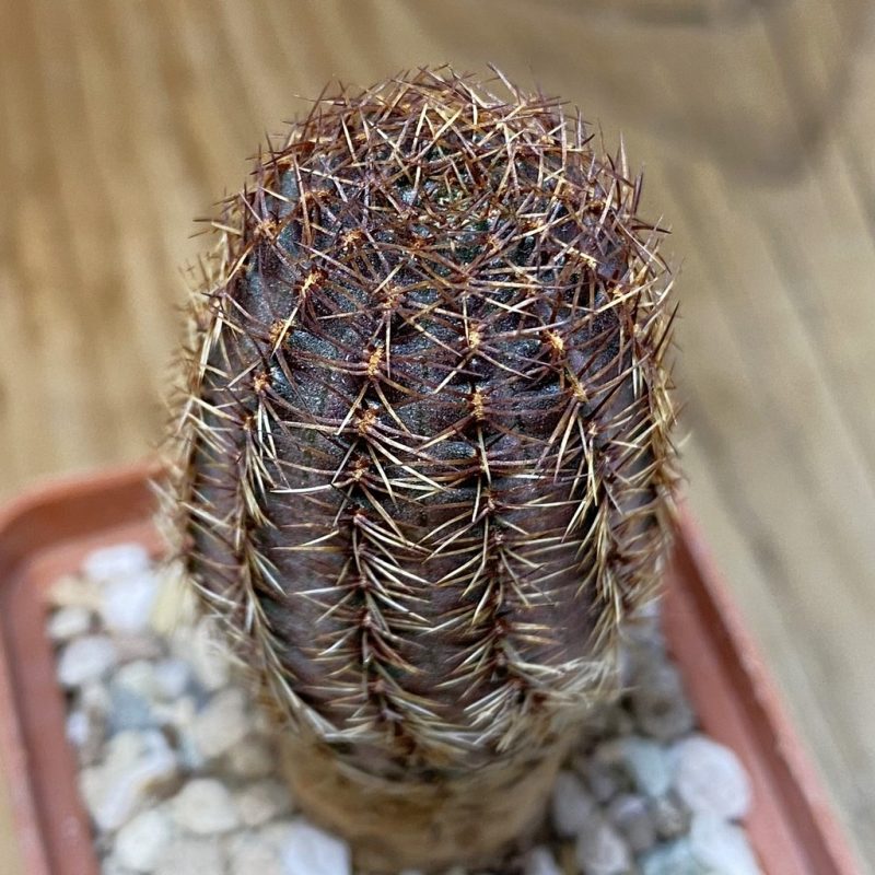 SH28275 Mediolobivia pygmaea v. colorea KK 730.711