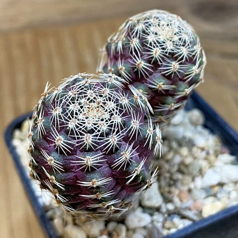 SH28276 Mediolobivia haagei v. orurensis KK968, 2 plants