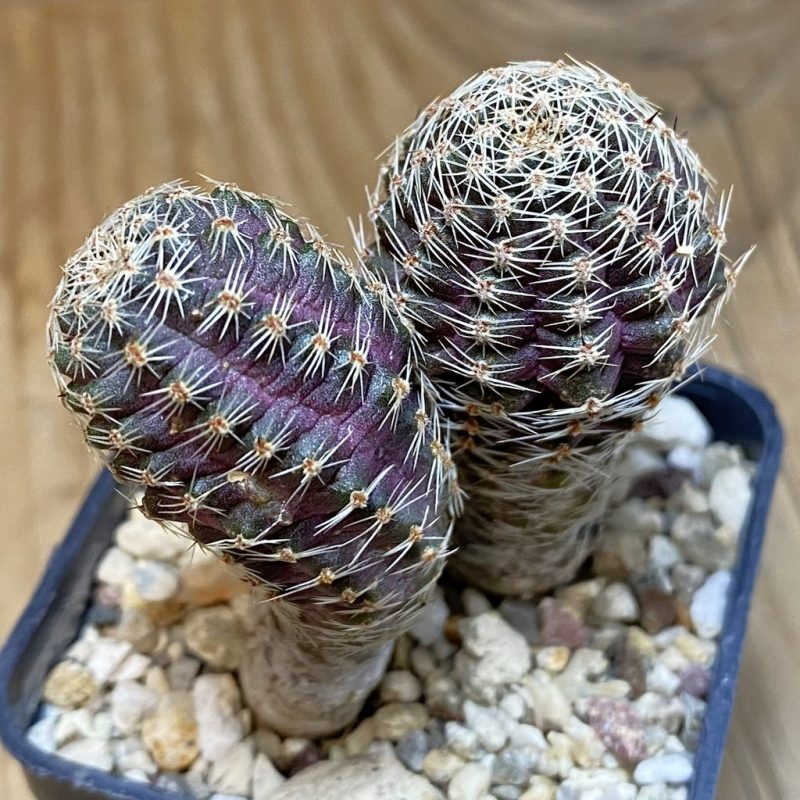 SH28277 Mediolobivia haagei v. orurensis KK968, 2 plants