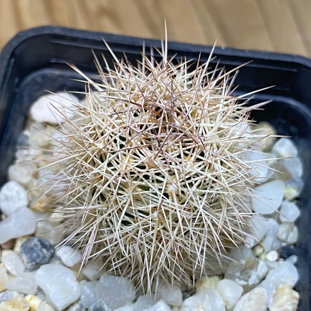SH28278 Coryphantha werdermannii RUS 35