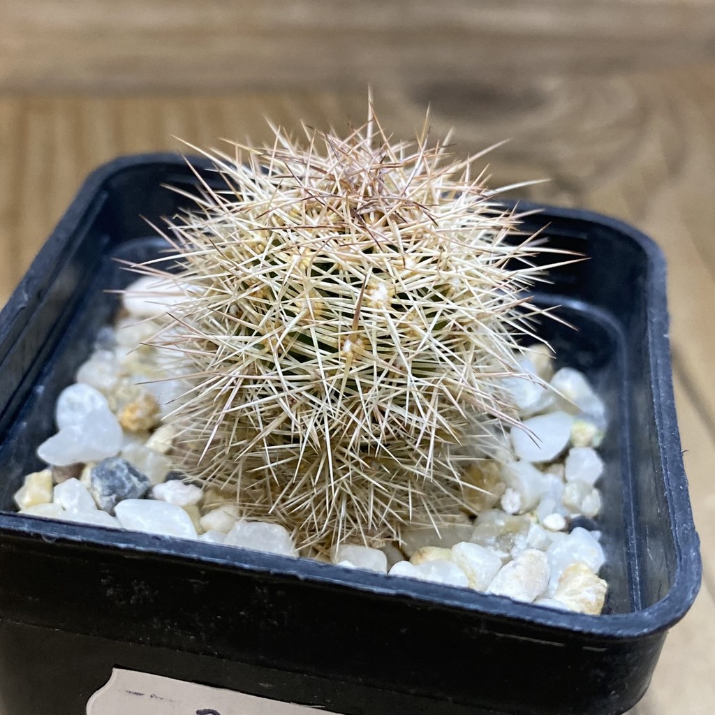 SH28278 Coryphantha werdermannii RUS 35 - 画像 (2)
