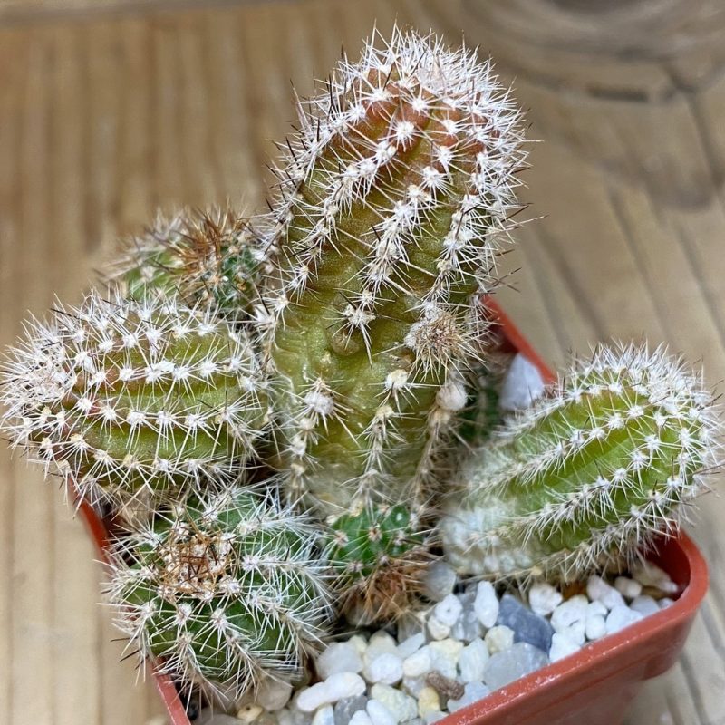 SH28280 Chamaecereus 'Lincoln Firecracker'