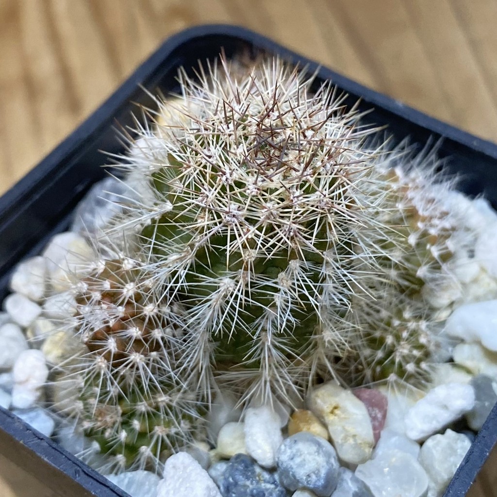 SH28281 Lobivia hybrid, seedling