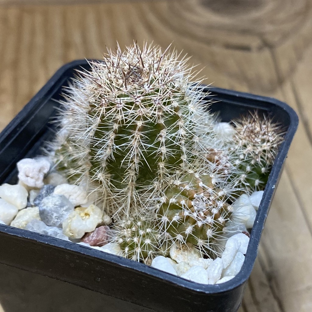 SH28281 Lobivia hybrid, seedling - Image 2