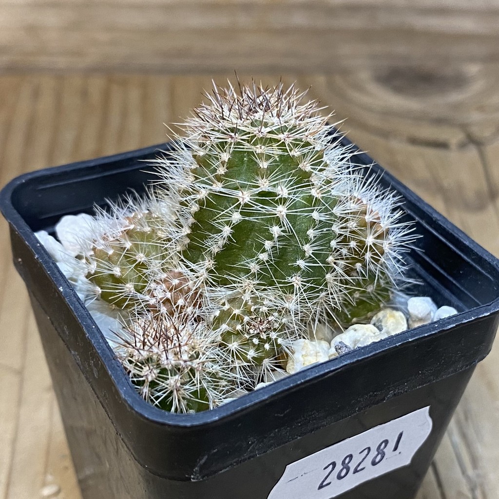 SH28281 Lobivia hybrid, seedling - Image 3