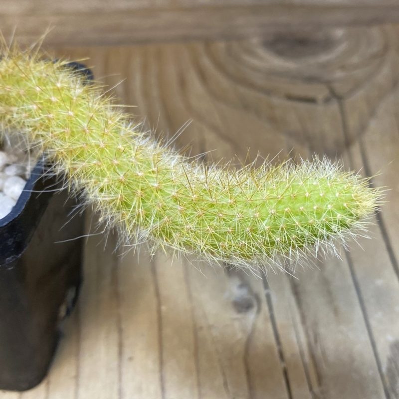 SH28282 Hildewintera colademononis, seedling