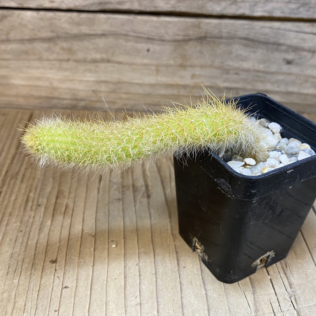 SH28282 Hildewintera colademononis, seedling - Image 2