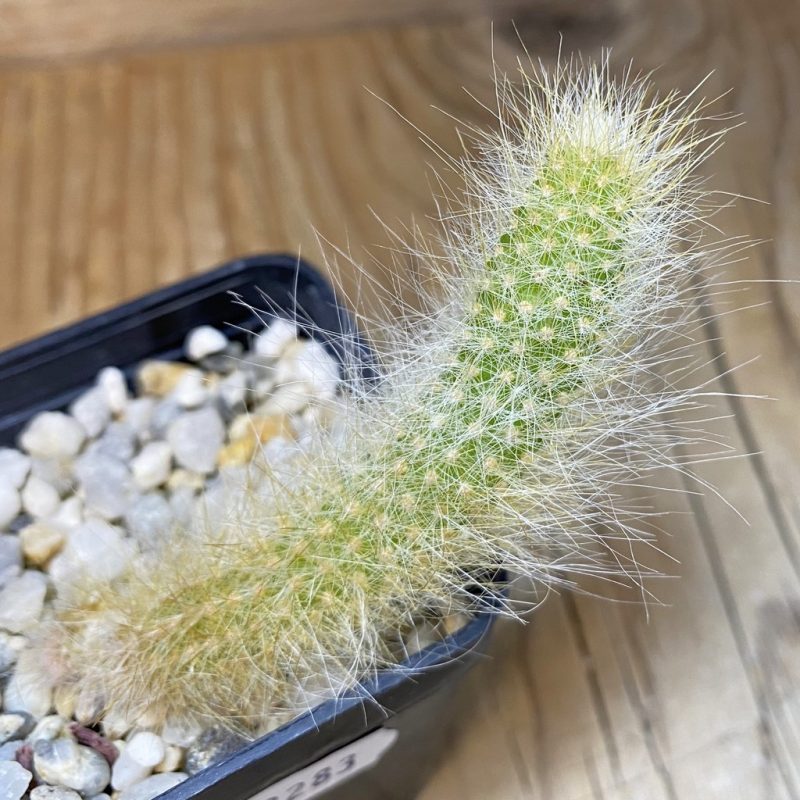 SH28283 Hildewintera colademononis, seedling