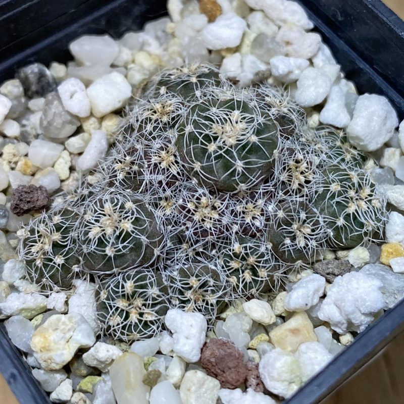 SH28285 Gymnocalycium bruchii