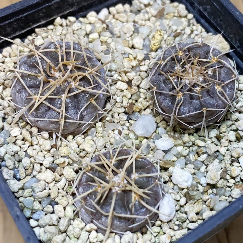 SH28287 ymnocalycium borthii ssp. nogolense VG 411, 3 plants