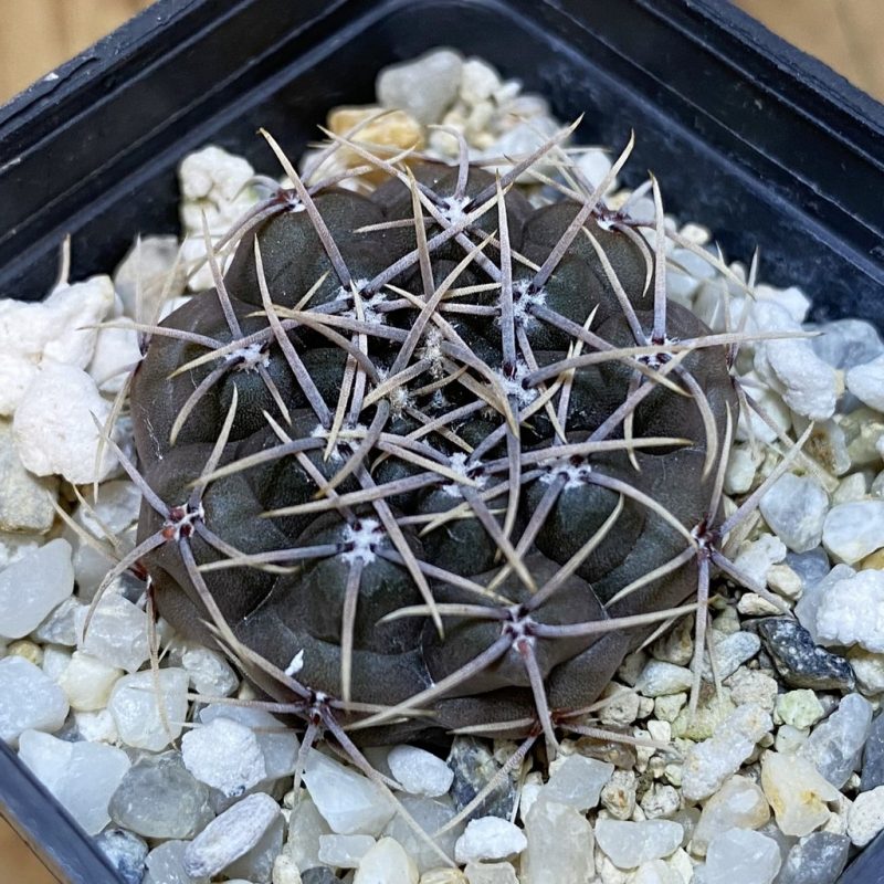 SH28288 Gymnocalycium kieslingii f. castaneum