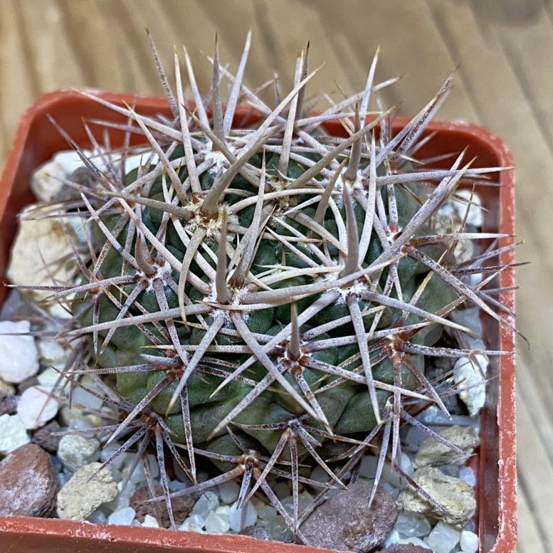 SH28239 Gymnocalycium neuhuberi