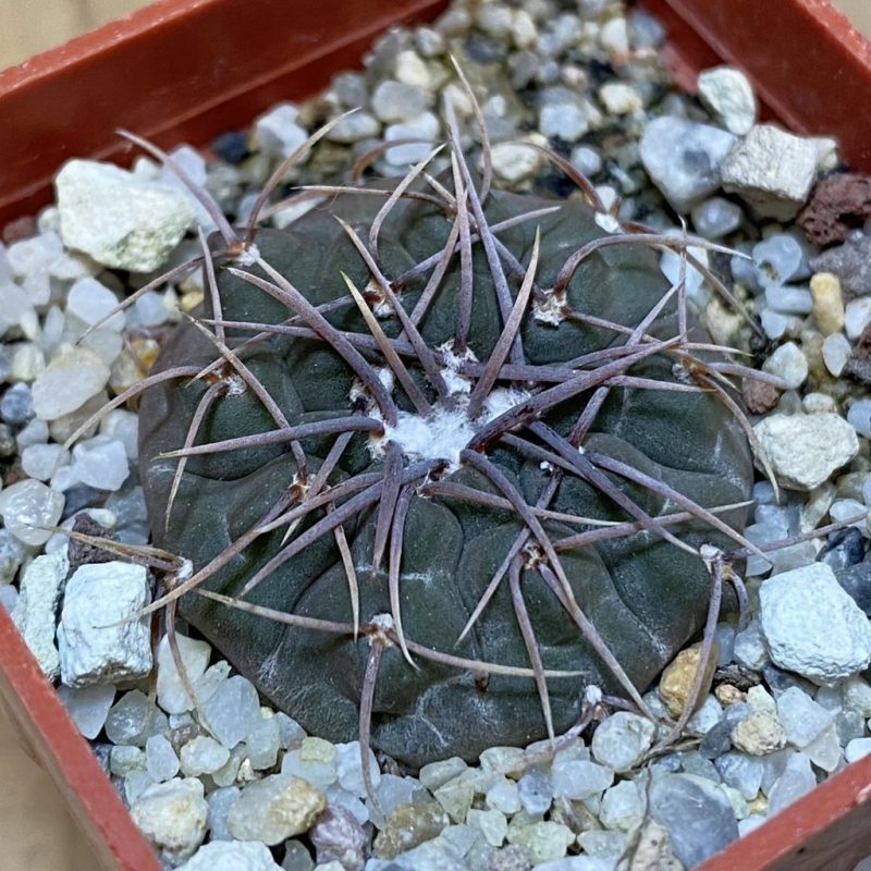 SH28290 Gymnocalycium intertextum