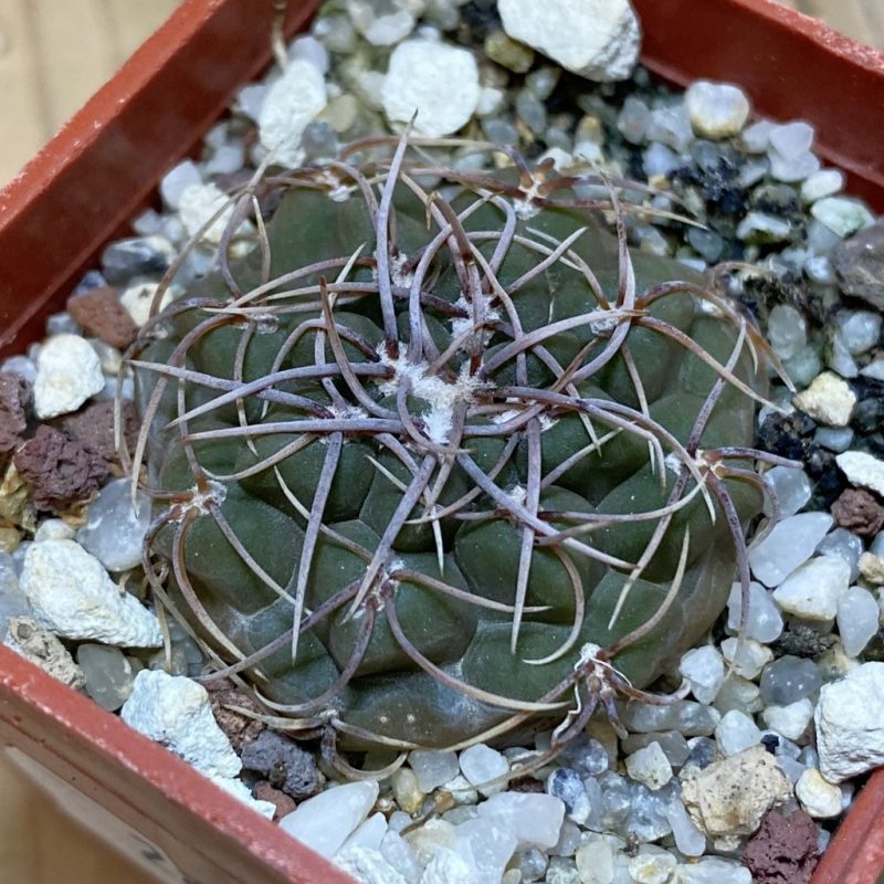 SH28291 Gymnocalycium intertextum