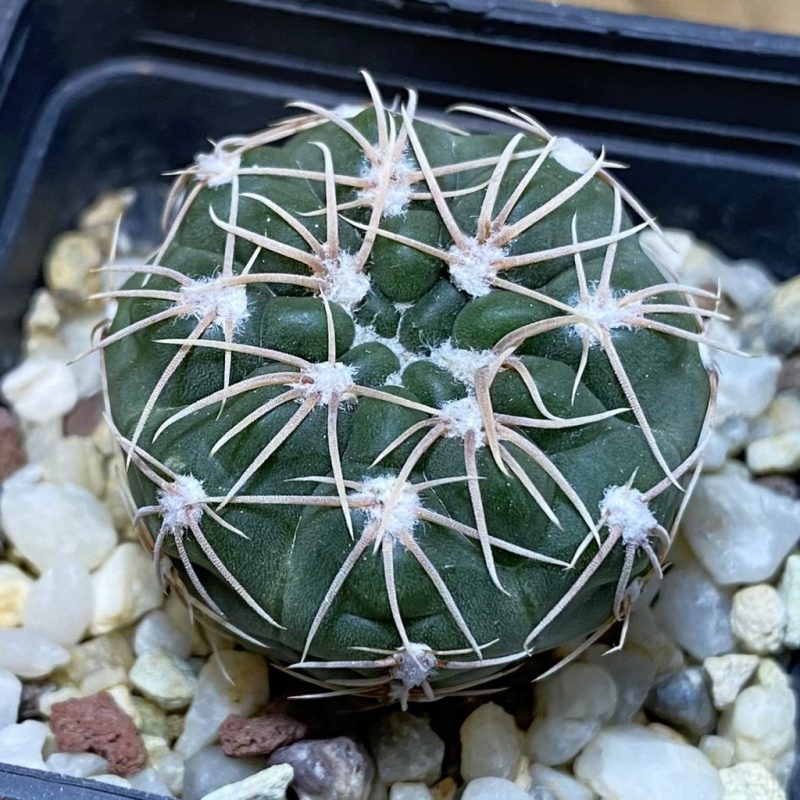 SH28292 Gymnocalycium aff. capillaense