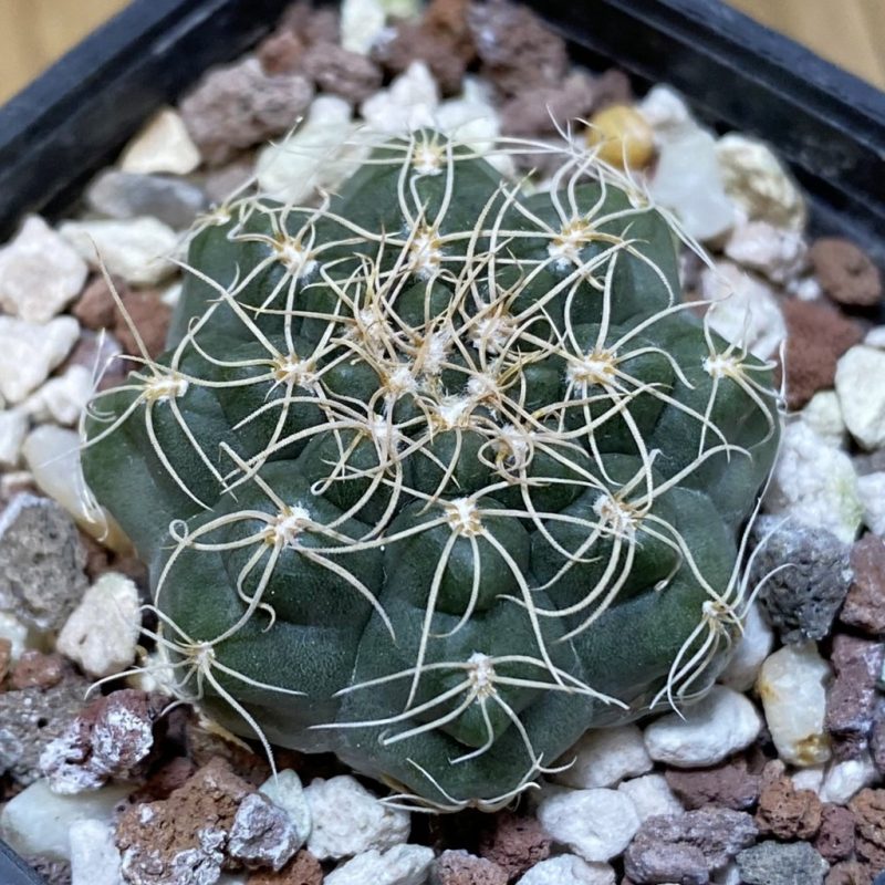 SH28296 Gymnocalycium fischeri MM 610