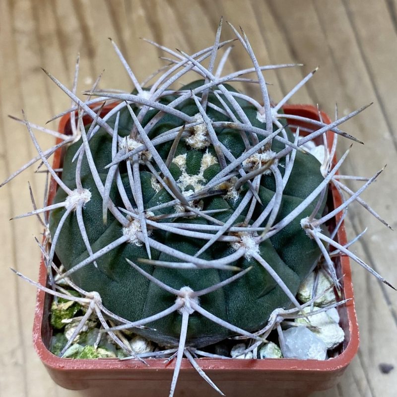 SH28298 Gymnocalycium castellanosii P 209, 6 years old