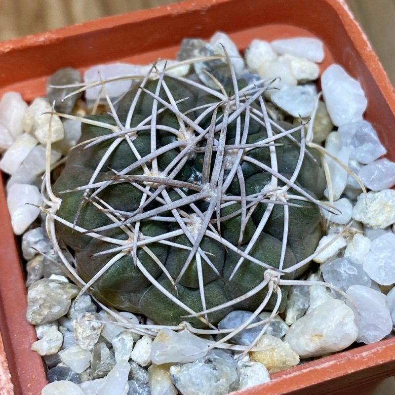 SH28234 Gymnocalycium rhodantherum
