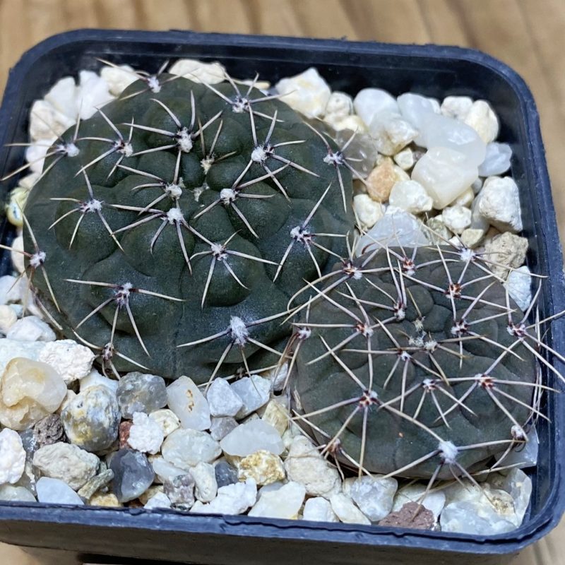 SH28240 Gymnocalycium robustum, 2 plants
